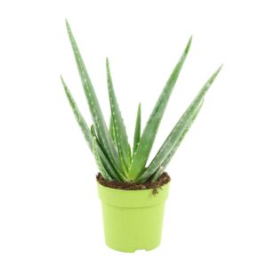 BOISSON ALOE VERA