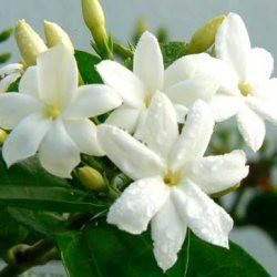 THE VERT JASMIN